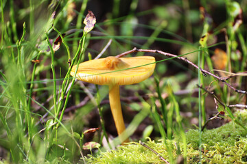 cute yellow inedible mushroom in the forest © Paulina