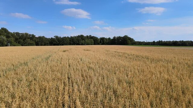 Landwirtschaft und Ackerbau getreide Bauer in Hohenlohe