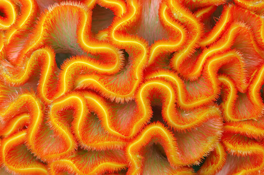 Close-up of a colorful yellow and orange cockscomb flower (Celosia argentea var. cristata) which looks like a wavy crest. The flower is also used as a vegetable in for example India.