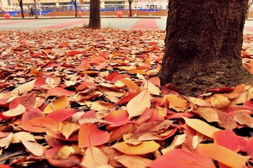 가을 단풍