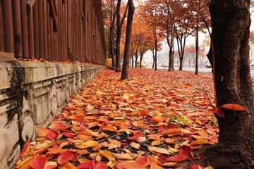 가을 낙엽