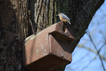 Vogel auf seinem Haus