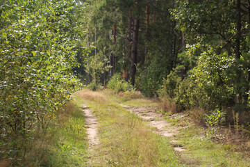 a small forest road among the trees - obrazy, fototapety, plakaty