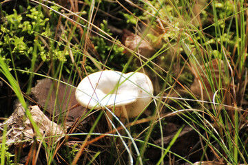 white inedible mushroom in the forest © Paulina
