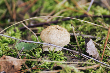 inedible white mushrooms in the forest