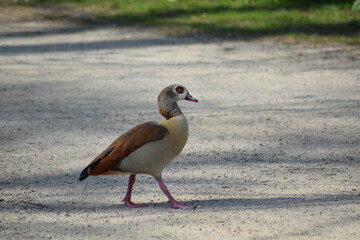 Wildente modellt im Park