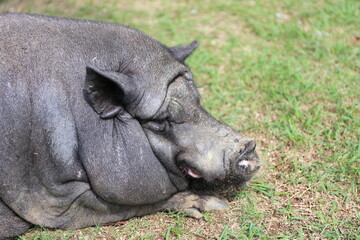 芝生に寝そべる貫禄ある黒豚の横顔 © Renomimi