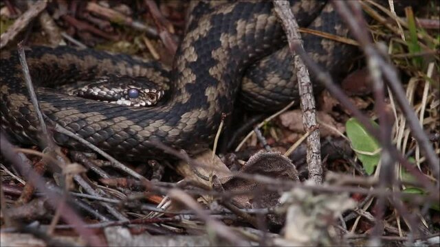 Common European adder, Vipera berus moving in the middle of springtime dry shrubs and twigs in Estonia. 