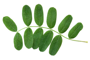 Acacia green leaf