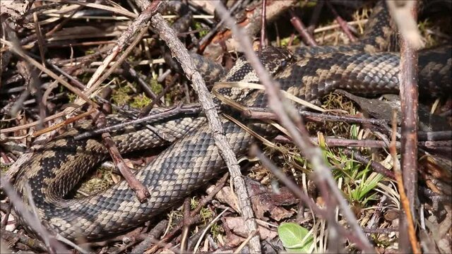 Common European adder also known as European viper, Vipera berus yawning during a sunny spring day in Estonia. 