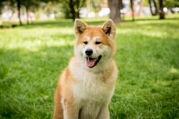 Portrait of cute akita inu dog at the park.
