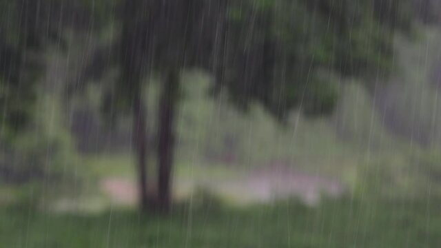 Rain comes in the jungle anytime and one must enjoy the most out of it; here is a footage of the rain falling at Huai Kha Khaeng Wildlife Sanctuary with a tree blurred at the background.