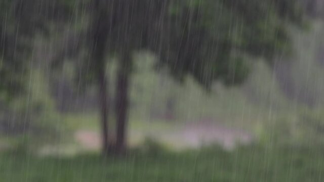 Rain comes in the jungle anytime and one must enjoy the most out of it; here is a footage of the rain falling at Huai Kha Khaeng Wildlife Sanctuary with a tree blurred at the background.