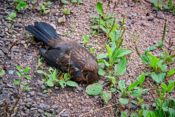 Verendete Amsel ( Turdus merula ) oder Schwarzdrossel.