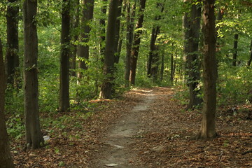 Fototapeta na wymiar trail in the summer forest