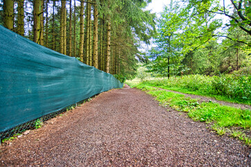Liebesbankweg in the Harz Mountains in Hahnenklee