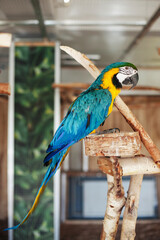 Obraz premium The scarlet macaw bird. Ara macao animal. Blue and yellow bird sitting on a wooden construction. Zoo entertainment background.