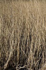 hay bale in the field