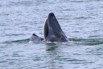 Naklejka premium Bryde's whale or Eden's whale