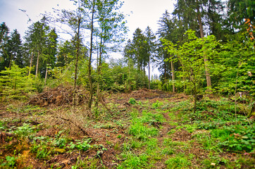 Liebesbankweg in the Harz Mountains in Hahnenklee