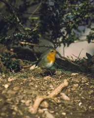 Pájaro Montserrat