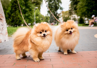 Portrait of cute two pomeranian dogs at the park.