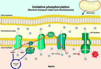 Electron transport chain couples chemiosmosis to ATP synthesis