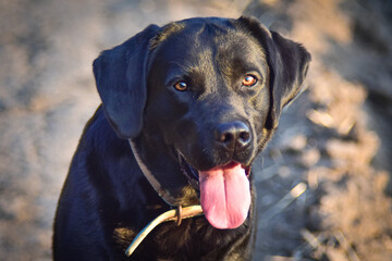 black labrador retriever