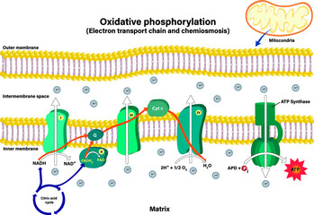 Electron transport chain couples chemiosmosis to ATP synthesis