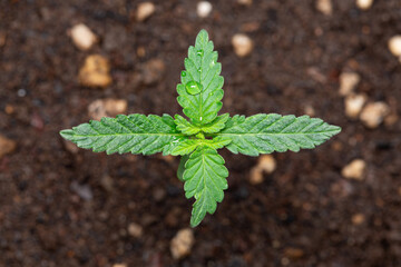 Seed To Strain Cannabis Granddaddy Purple (aka Grand Daddy Purps) Seedlings 9 Days of vegetation planted in the ground, cultivation in an indoor marijuana for medical purposes