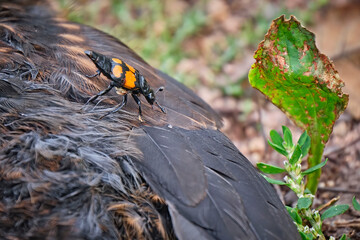 Ein Totengräber ( Nicrophorus ) auf einer verendeten Amsel ( Turdus merula ) oder Schwarzdrossel.