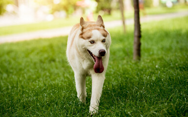 Portrait of cute husky dog at the park.