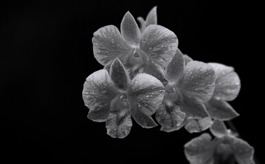 Fototapeta na wymiar Black and white tone orchids