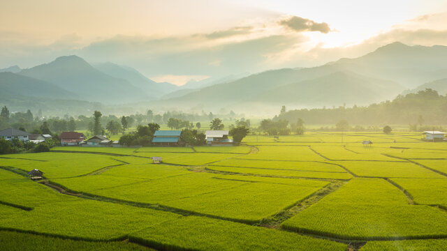 Beautiful green rice fields covered by morning  mist and mountain in the background,  Nan province,Thailand.