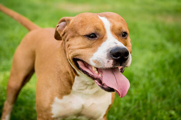 Portrait of cute american staffordshire terrier at the park.