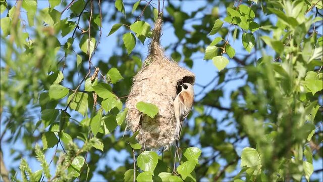 European songbird Eurasian penduline tit, Remiz pendulinus hanging on a freshly built nest in Estonia. 