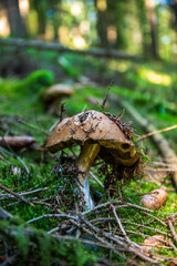 brown autumn mushroom at the green forest moss with pine cones and pine needles