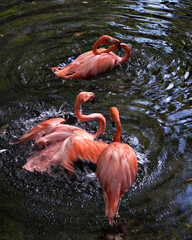 Flamingo Stock Photo.  Flamingo colony birds in water. Flamingo group.