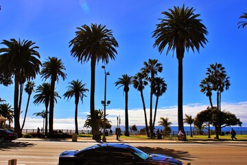 palm tree beach