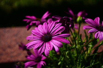 Purple and pink daisy flower in fool bloom