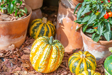 Autumn pumpkin as a symbol of Halloween in the backyard of the farm