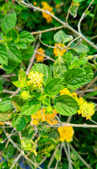 Beautiful Lantana camara flowers at the park background