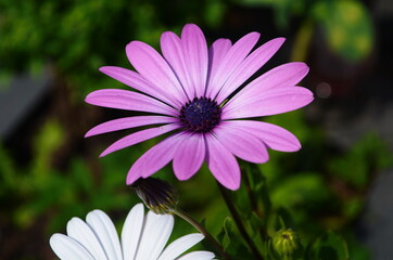 Obraz premium Purple and pink daisy flower in fool bloom