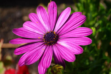 Purple and pink daisy flower in fool bloom