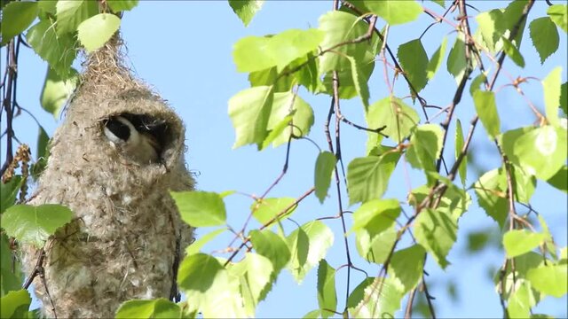 European songbird Eurasian Penduline Tit, Remiz pendulinus building a nest out of plant parts during spring breeding season in Estonia. 