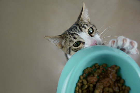 Hungry european shorthair cat asking for food in a blue bolw