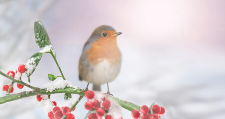 Robin (Erithacus rubecula) at dawn on the branch with snow and red berries in winter