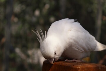 white parrot on a branch