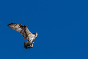 Osprey (Pandion haliaetus) in hover flight due to an intruder approaching the nest.