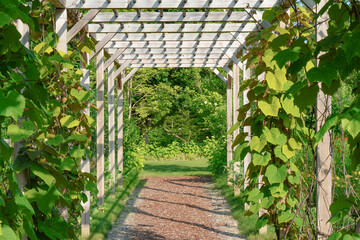 Fototapety  Tunel z roślinami bluszczu